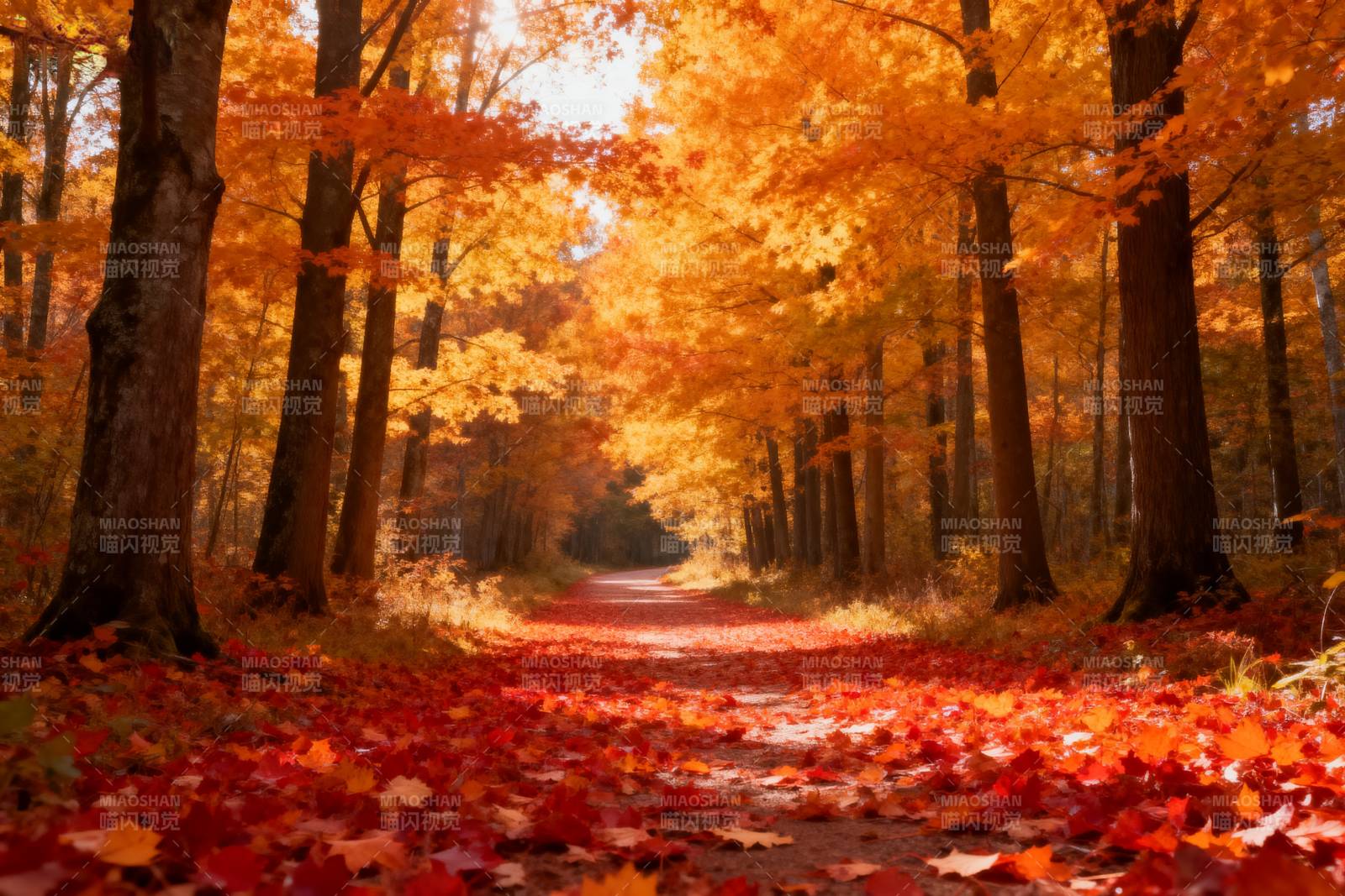 秋林小径图片