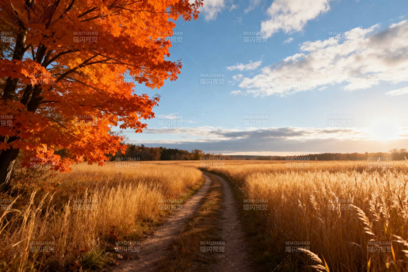 秋日田野小径图片