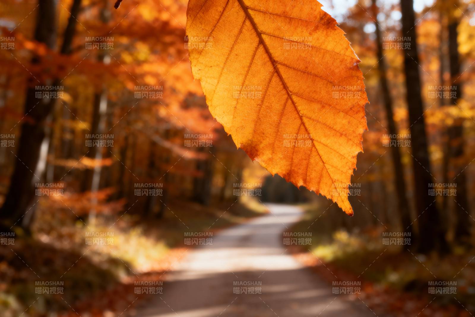 秋叶飘落林间路图片