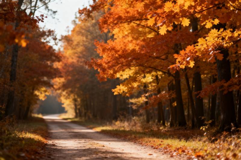 秋日林间小径图片