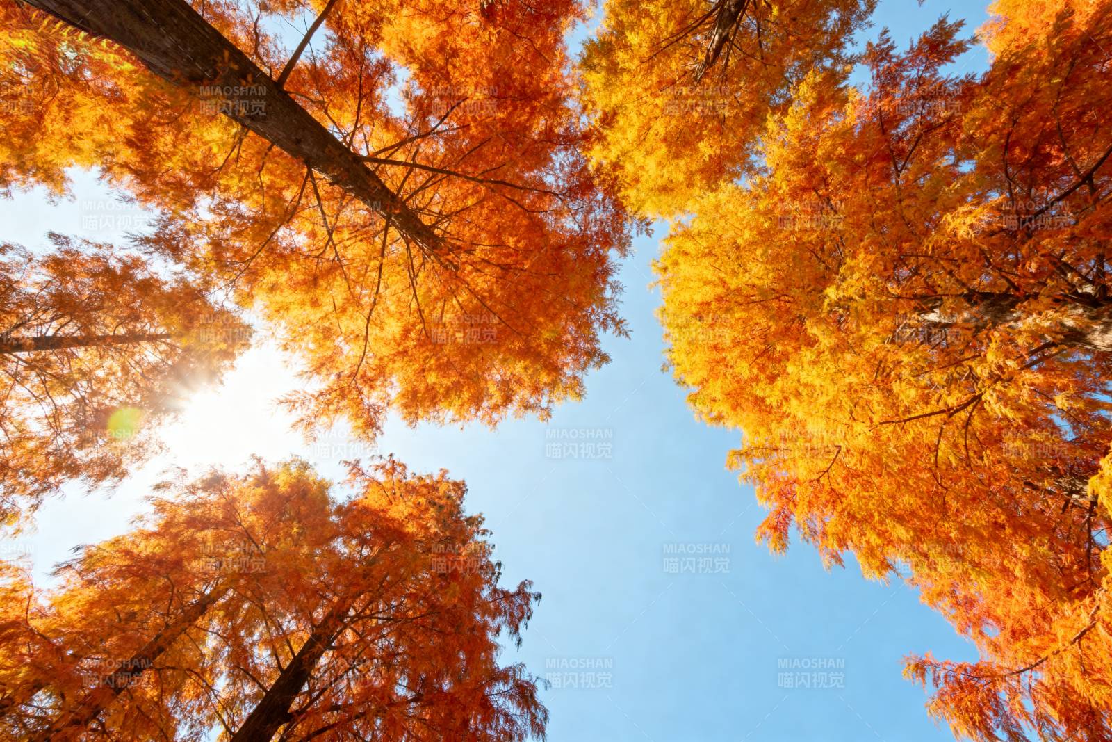 秋日树冠映蓝天图片