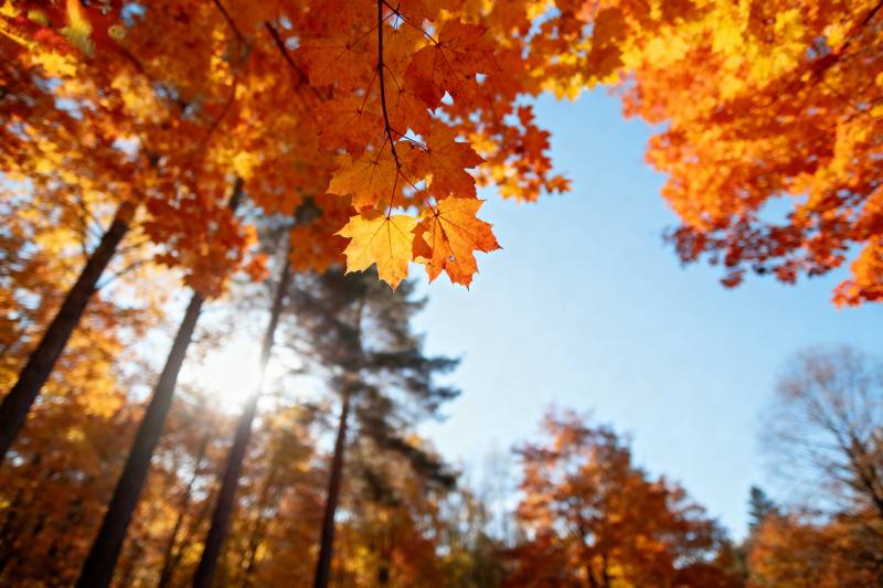 秋叶映蓝天图片