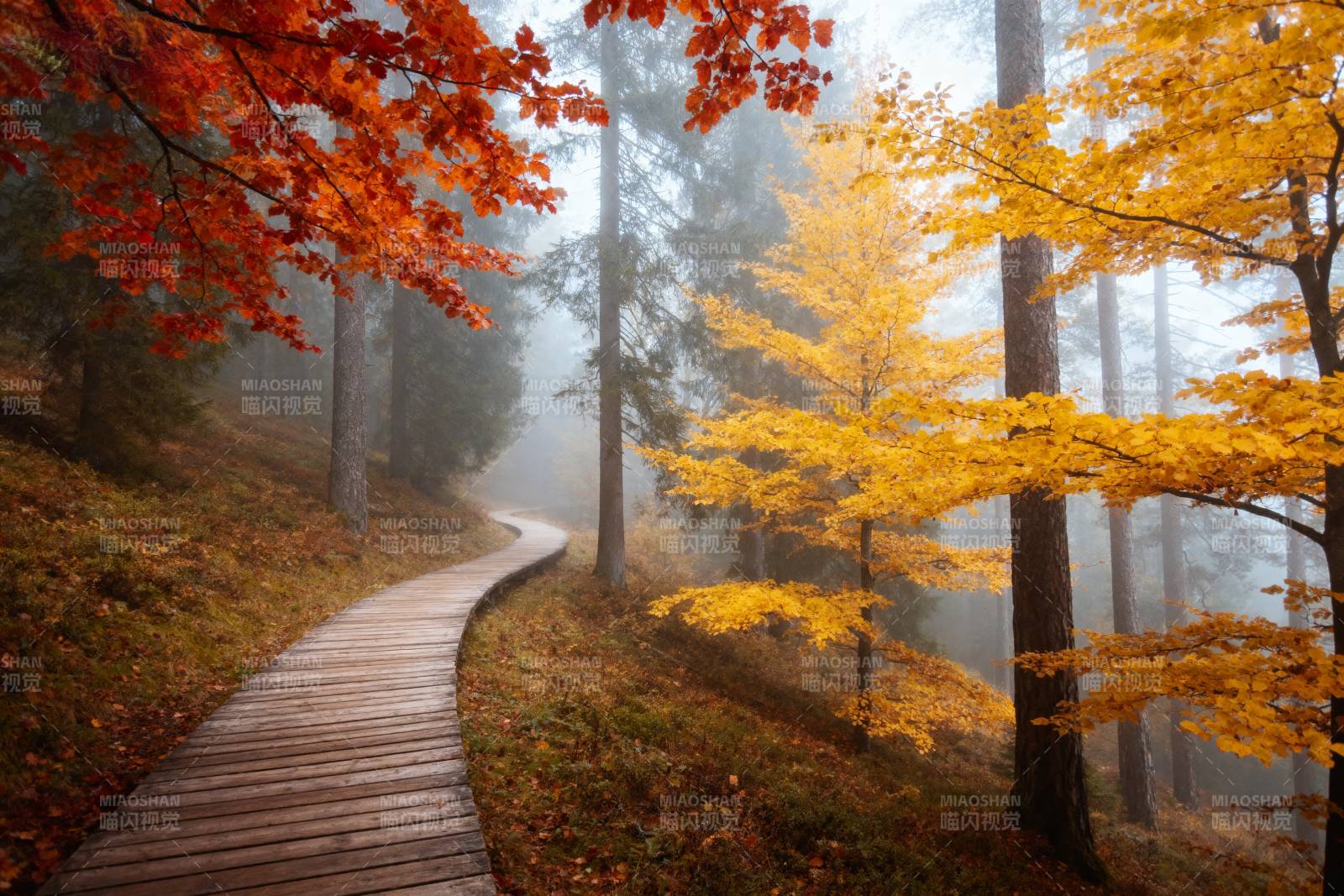 秋雾林径图片