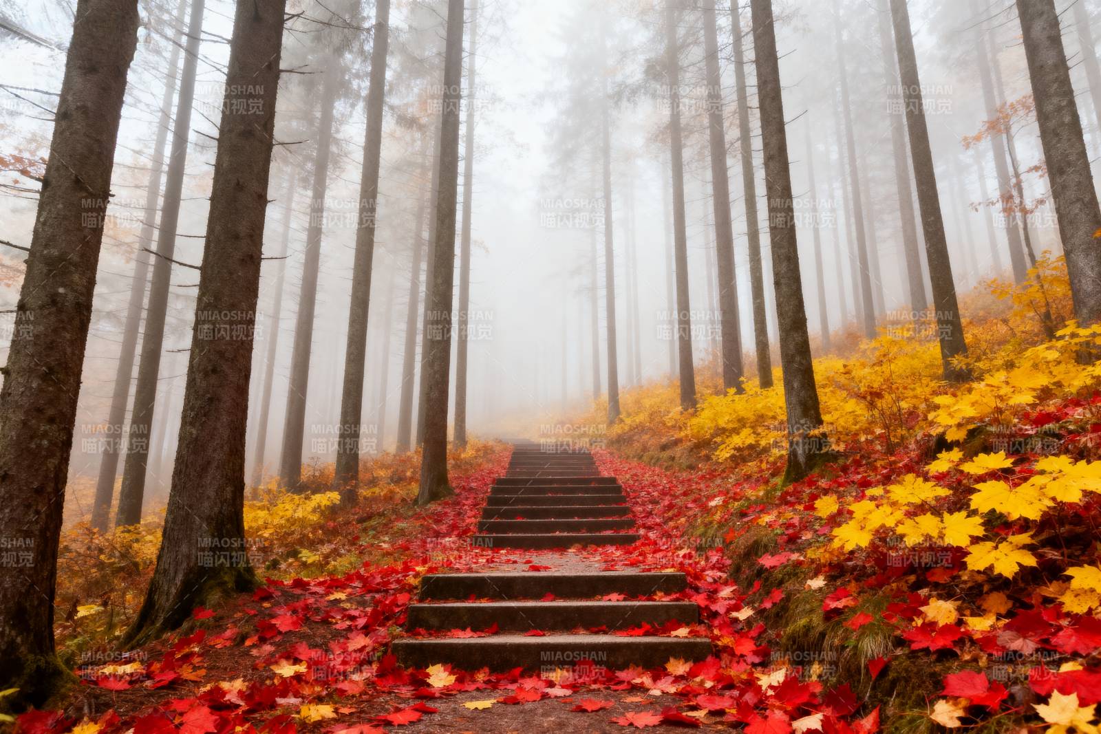 雾林秋径图片