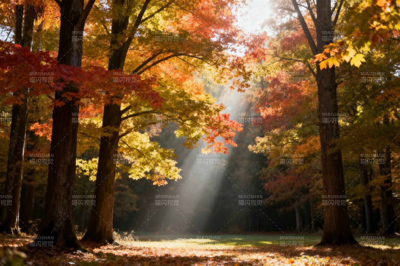 秋林光影图片