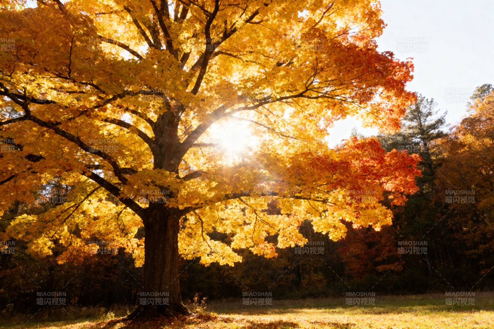 秋日树影金光图片