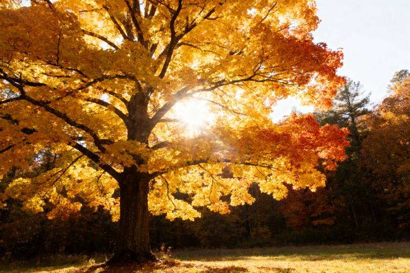 秋日树影金光图片