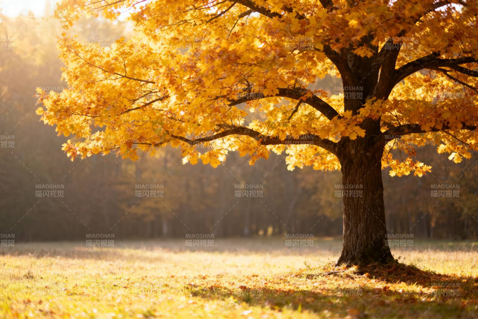 秋日金叶树影图片