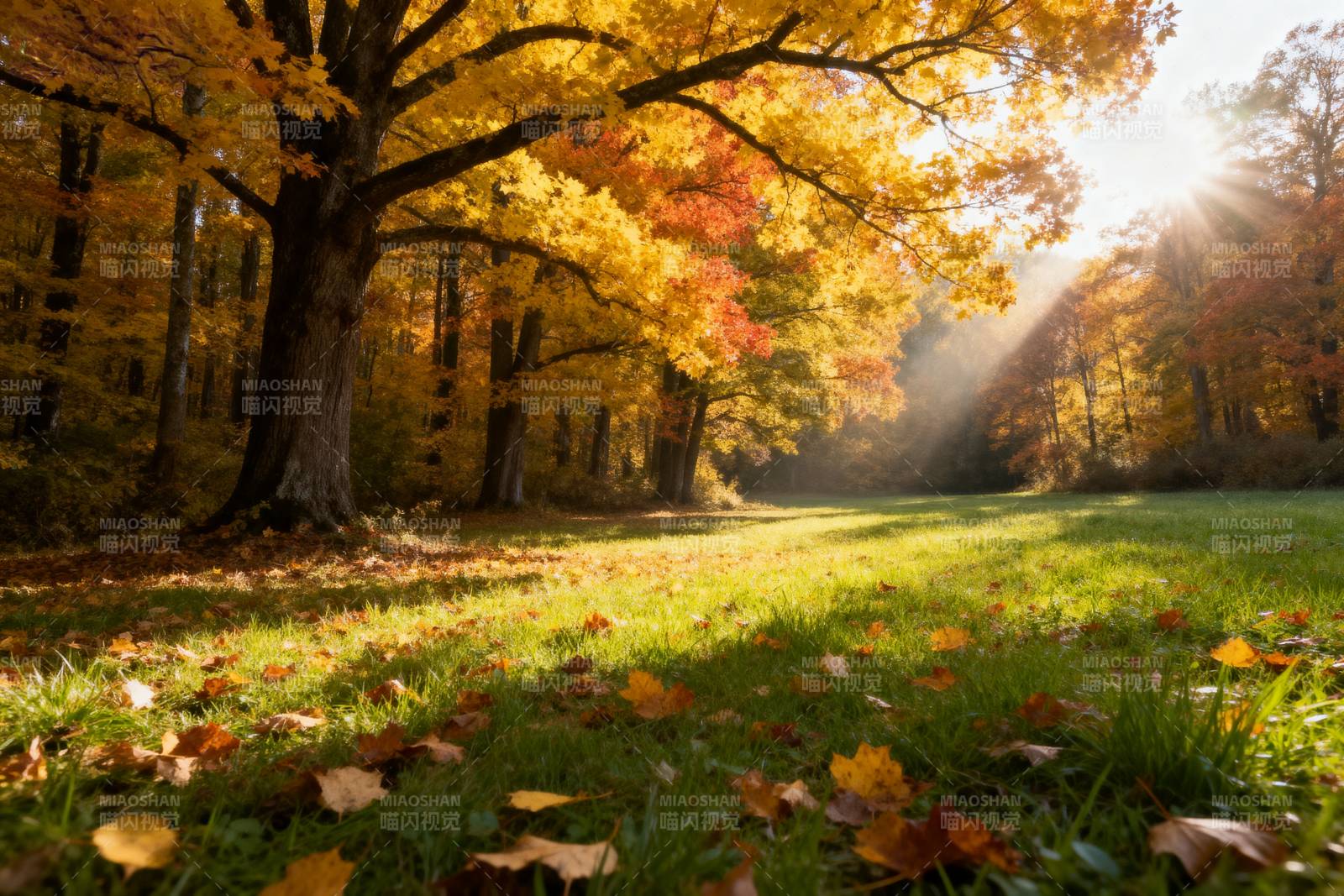 秋日林间光影图片