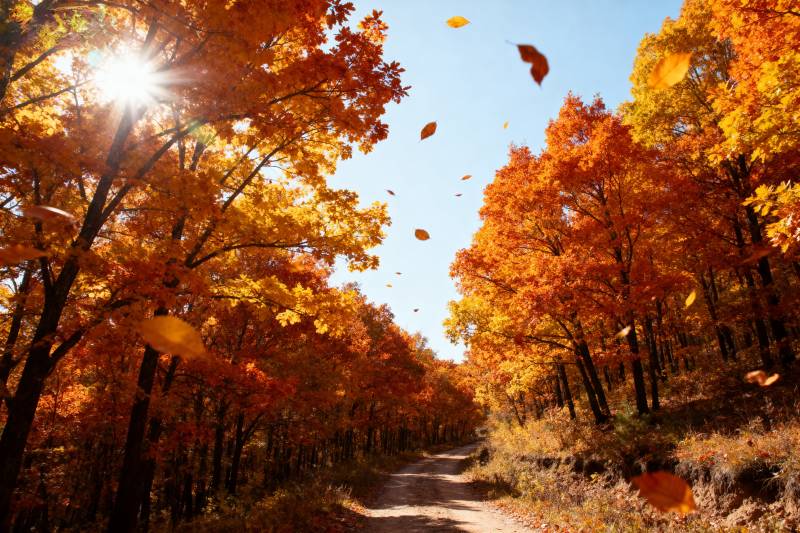 秋日林间小径图片