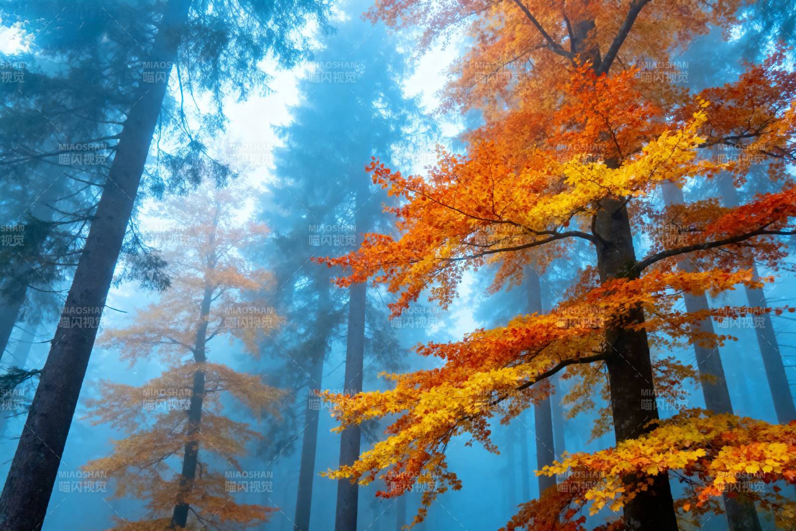 秋雾森林图片