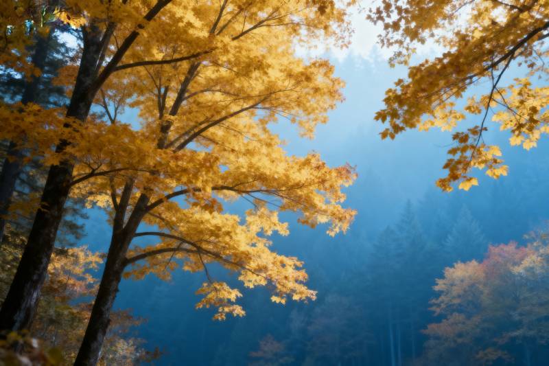 秋林金叶映蓝天图片