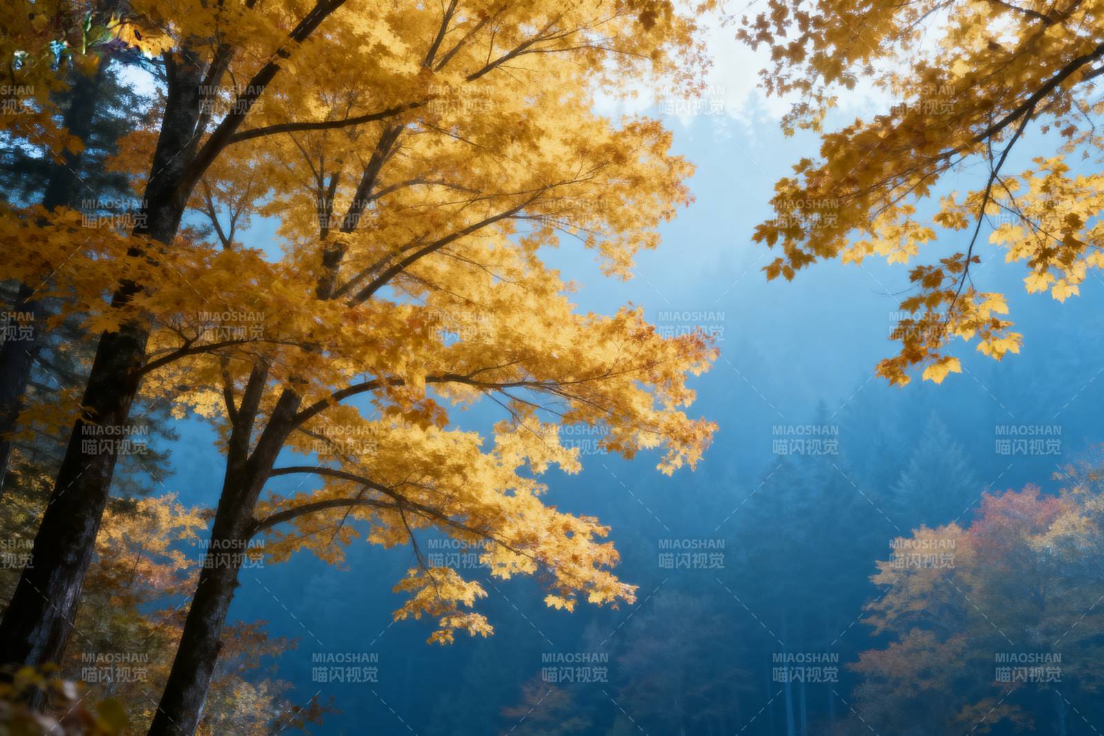 秋林金叶映蓝天图片