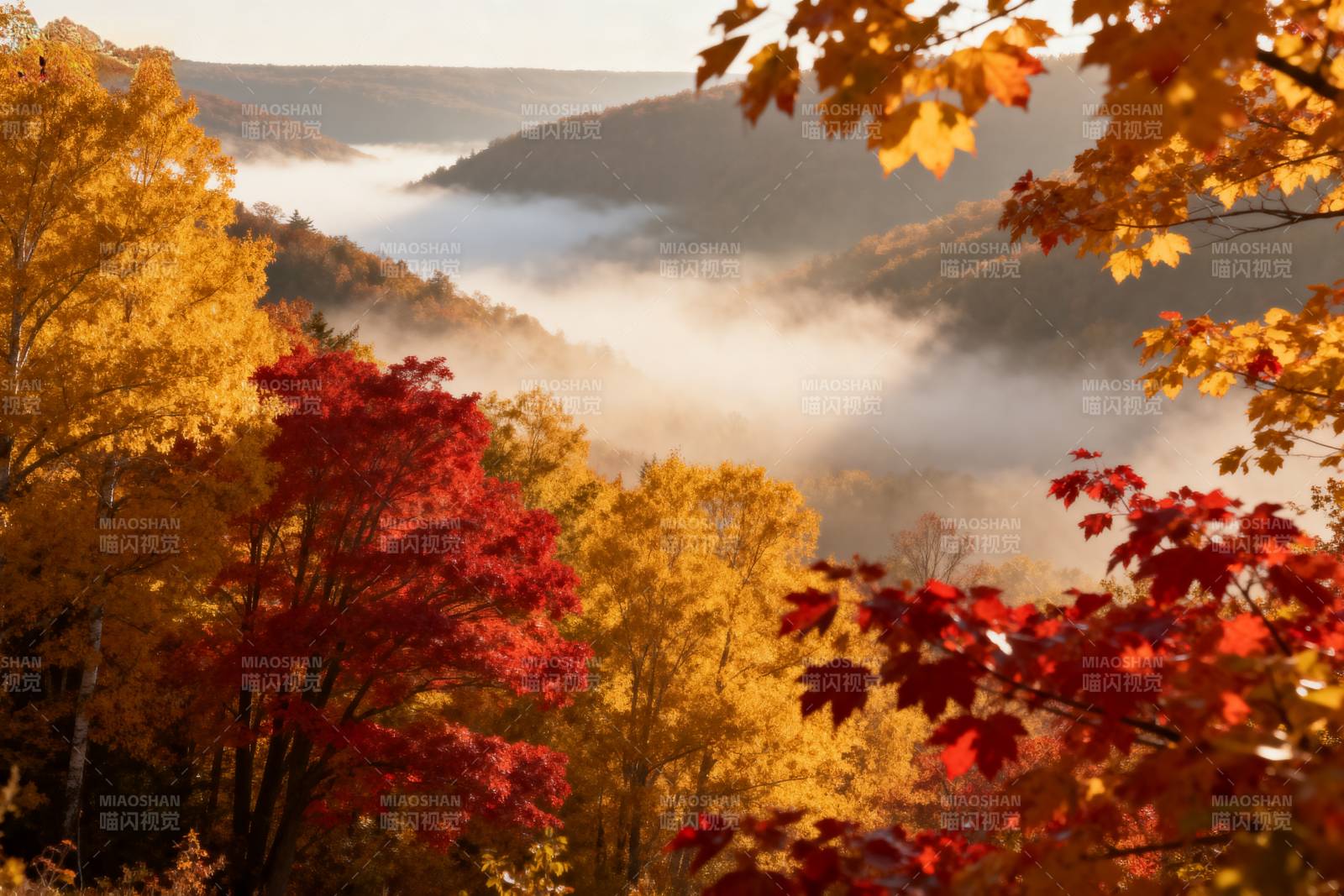 秋山雾海红叶图片