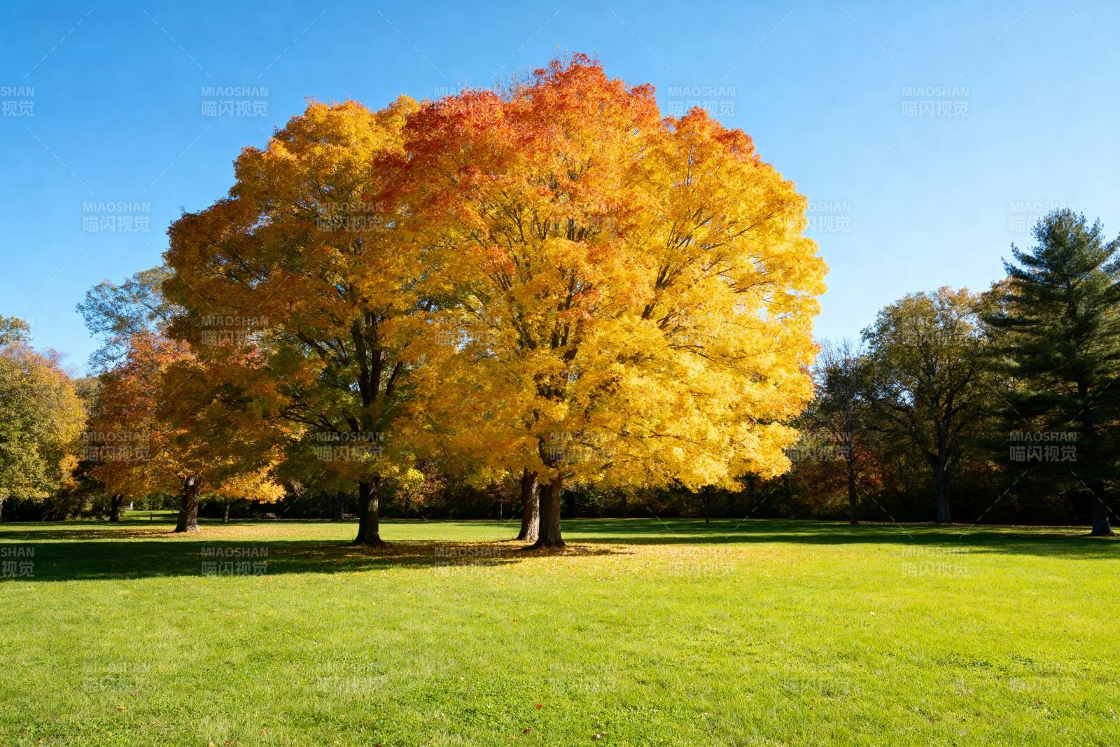 秋日树影斑斓图片