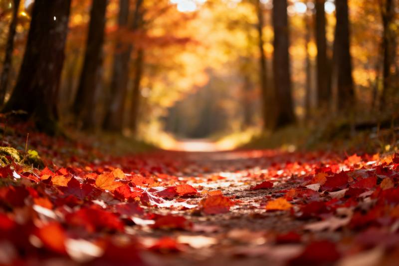 秋林落叶小径图片