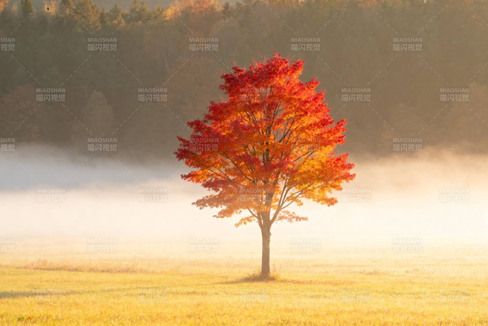 秋雾中的红树图片