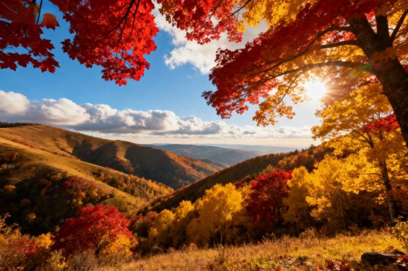 秋山红叶映斜阳图片