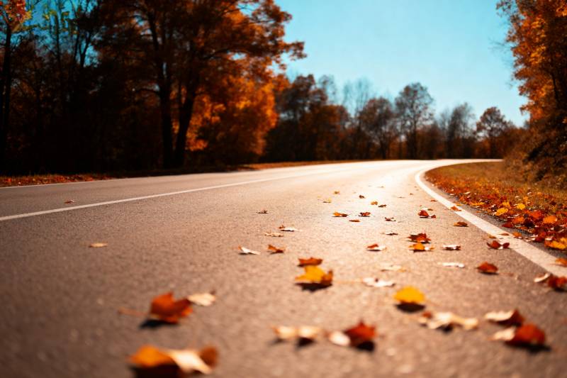 秋叶铺满林间路图片