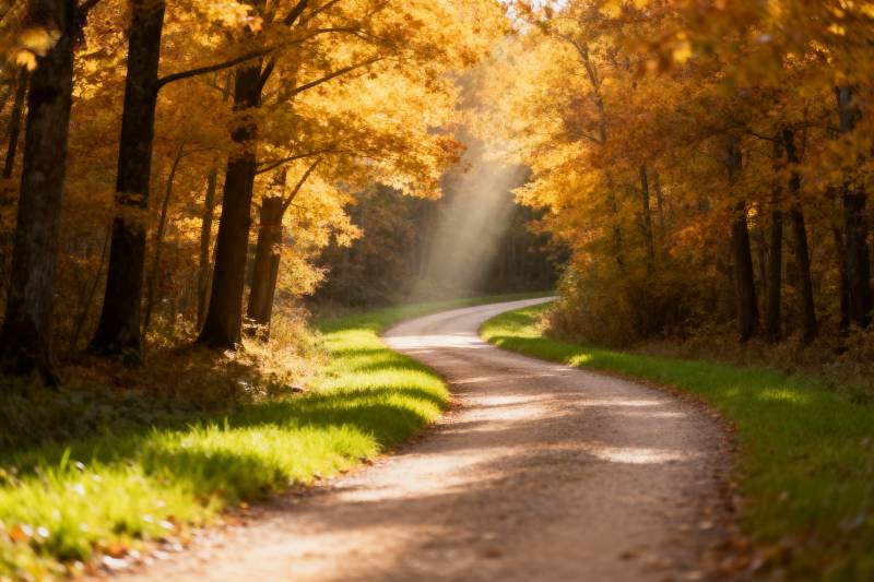 秋日林间小径图片