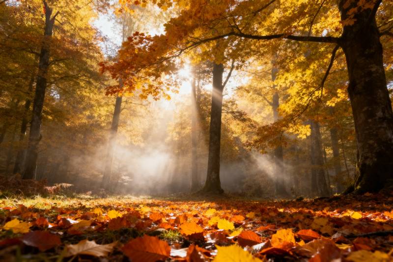 秋林晨雾光影图片