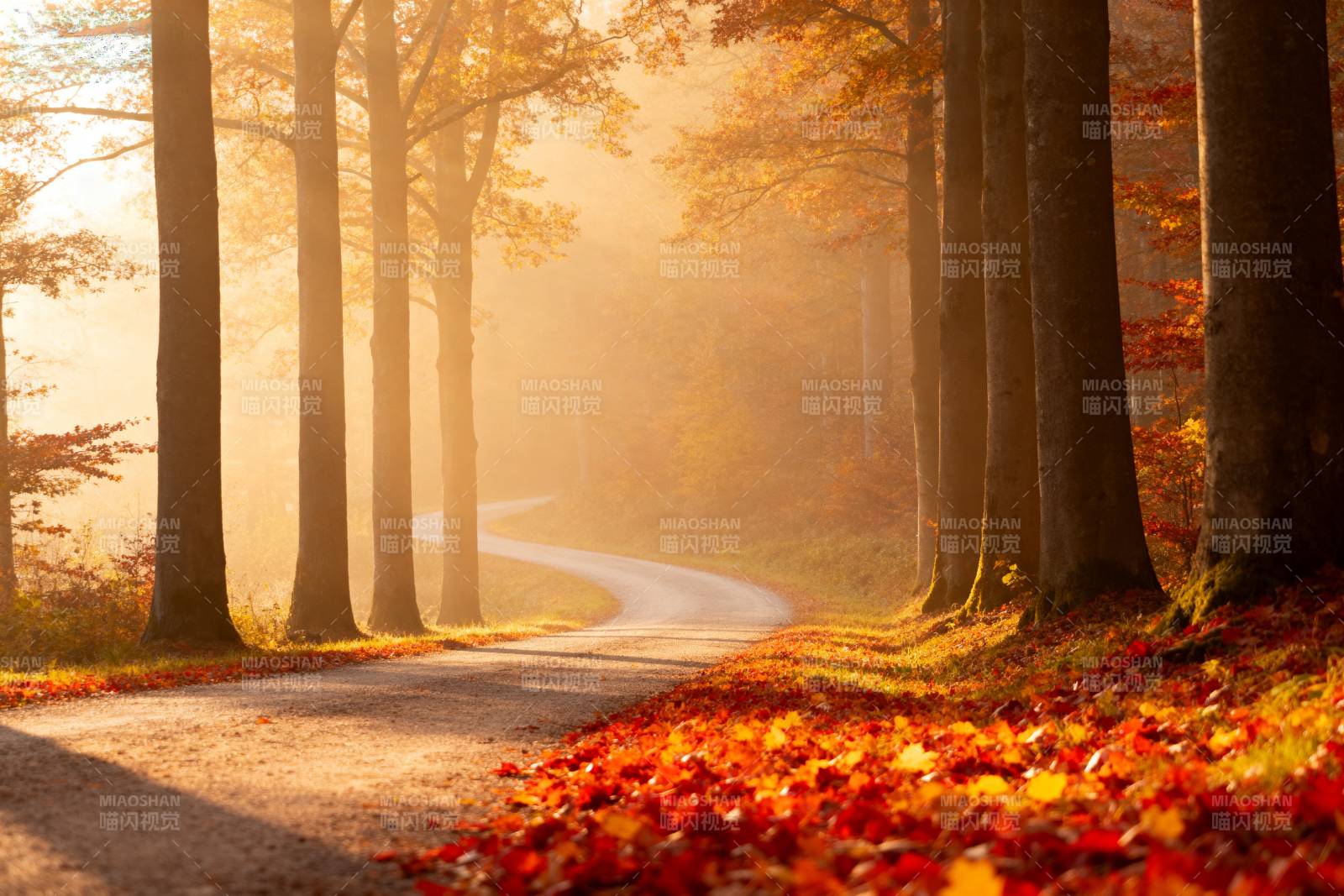 秋林小径晨光图片