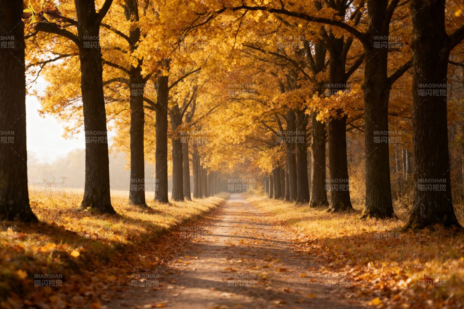秋日林荫道图片