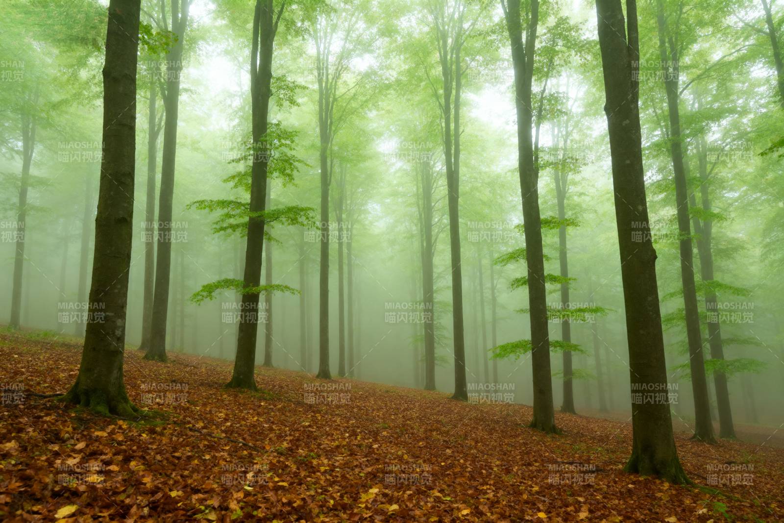 雾中绿林秋色图片