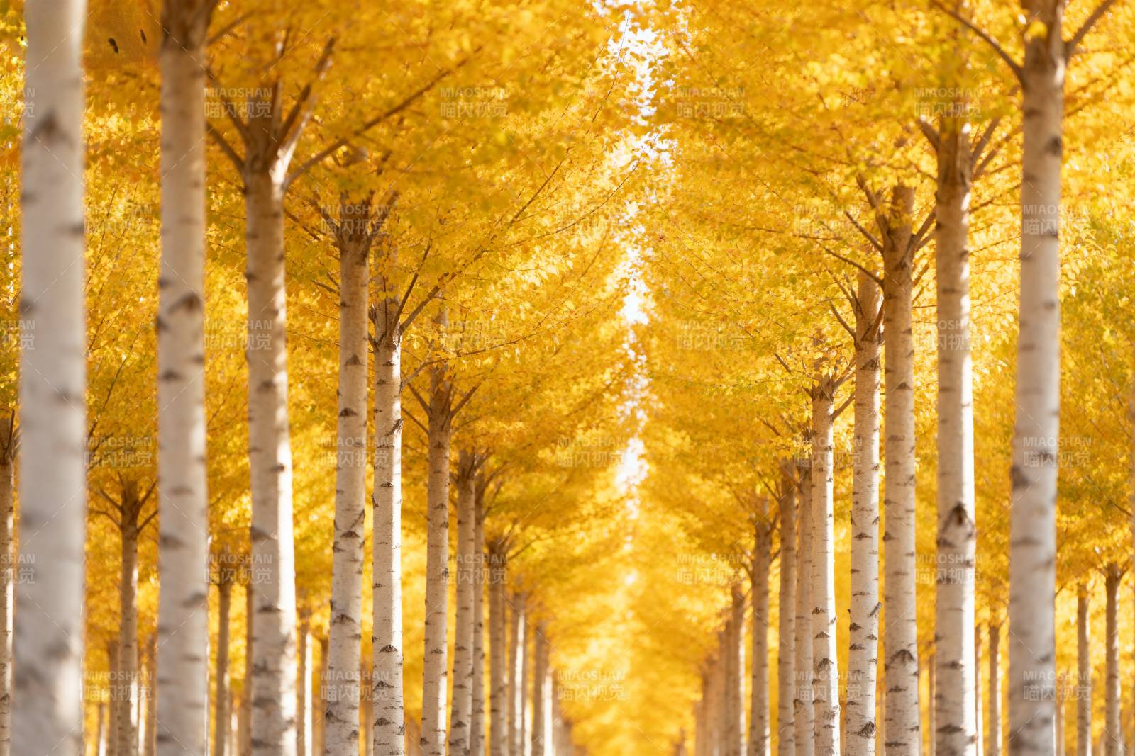 金秋白桦林图片