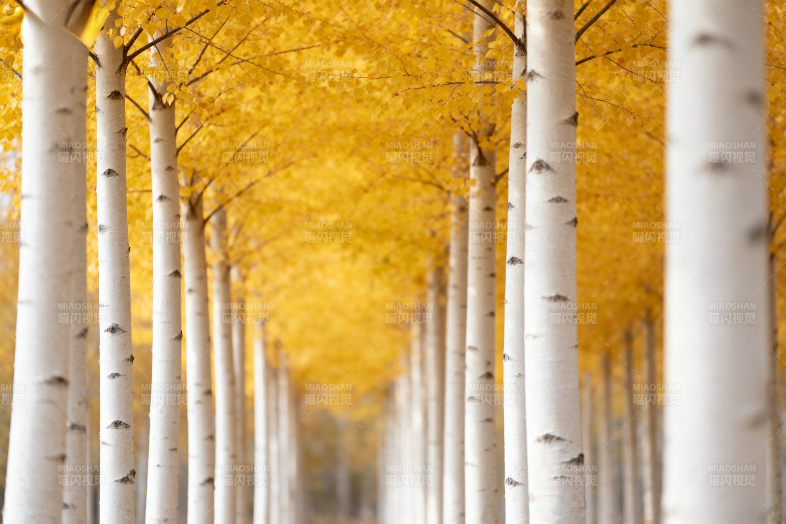 金秋白桦林道图片
