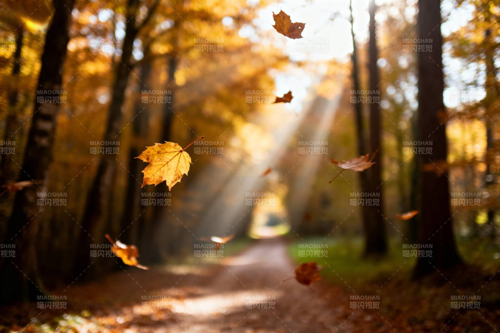 秋叶飘落林间小径图片