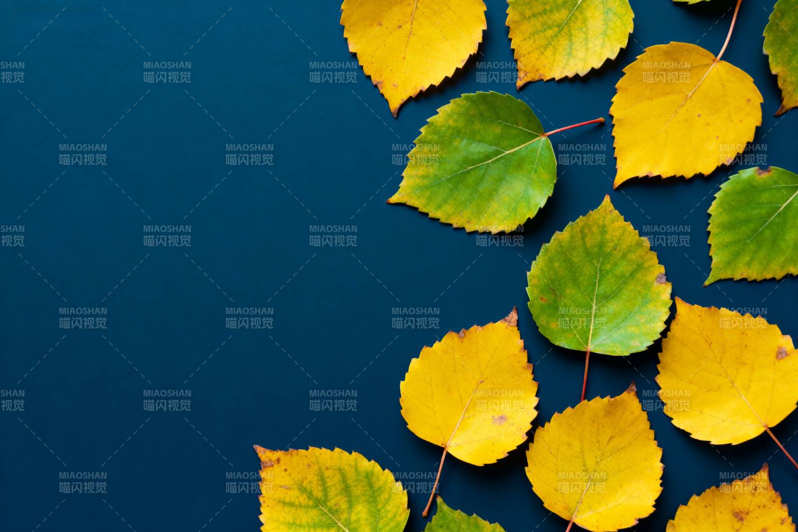 秋叶点缀深蓝背景图片