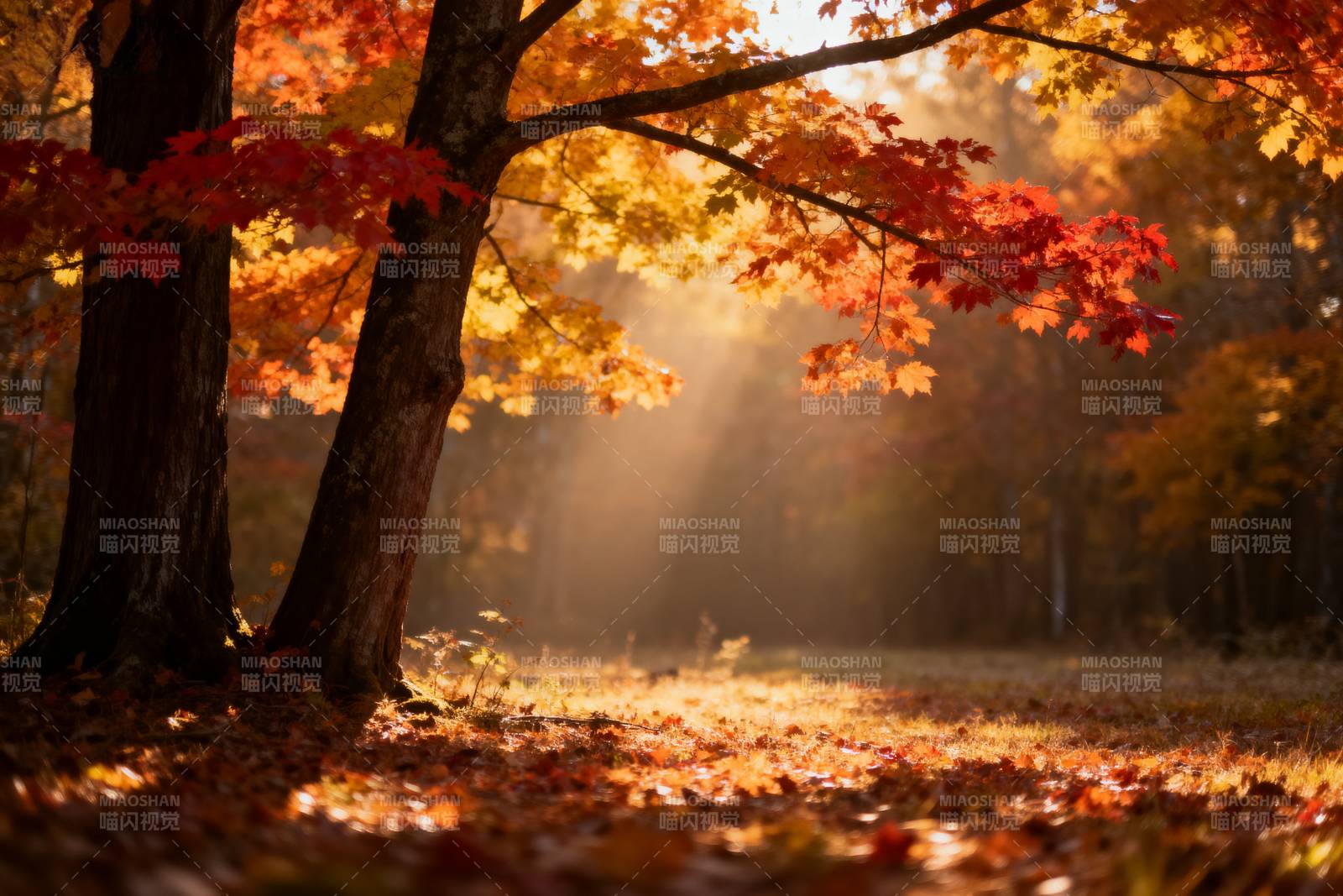 秋日林间光影图片