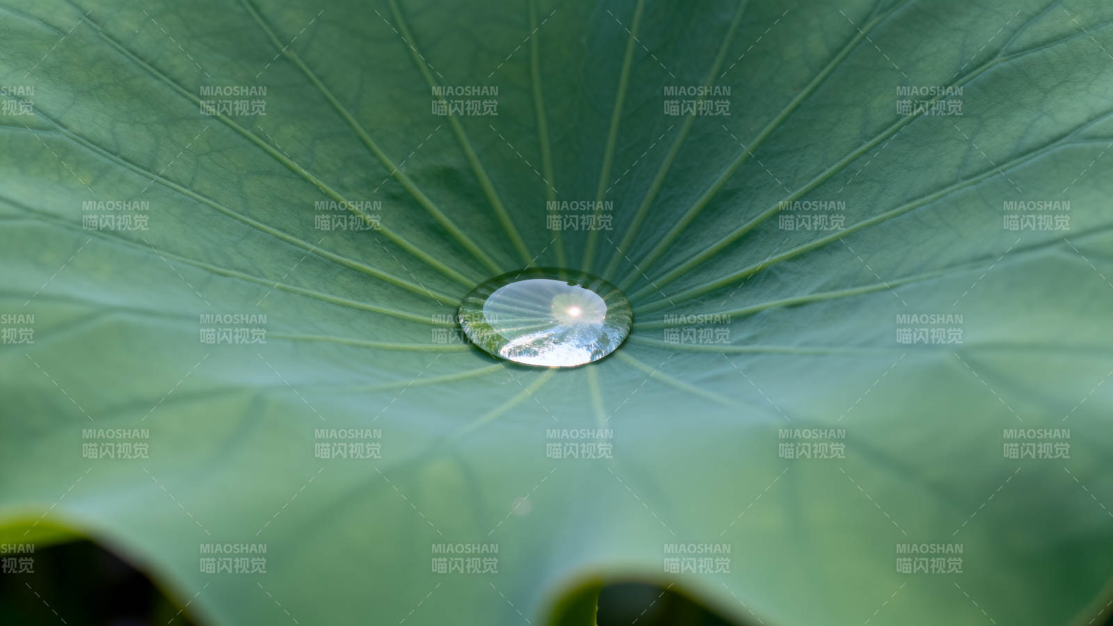 荷叶上的水珠图片