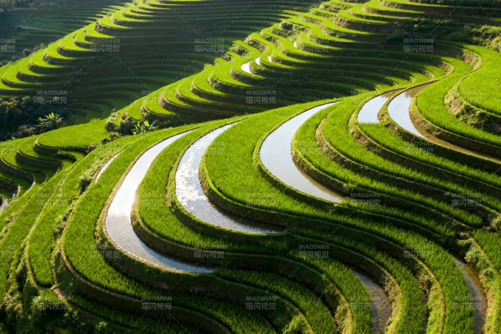 梯田绿浪图片