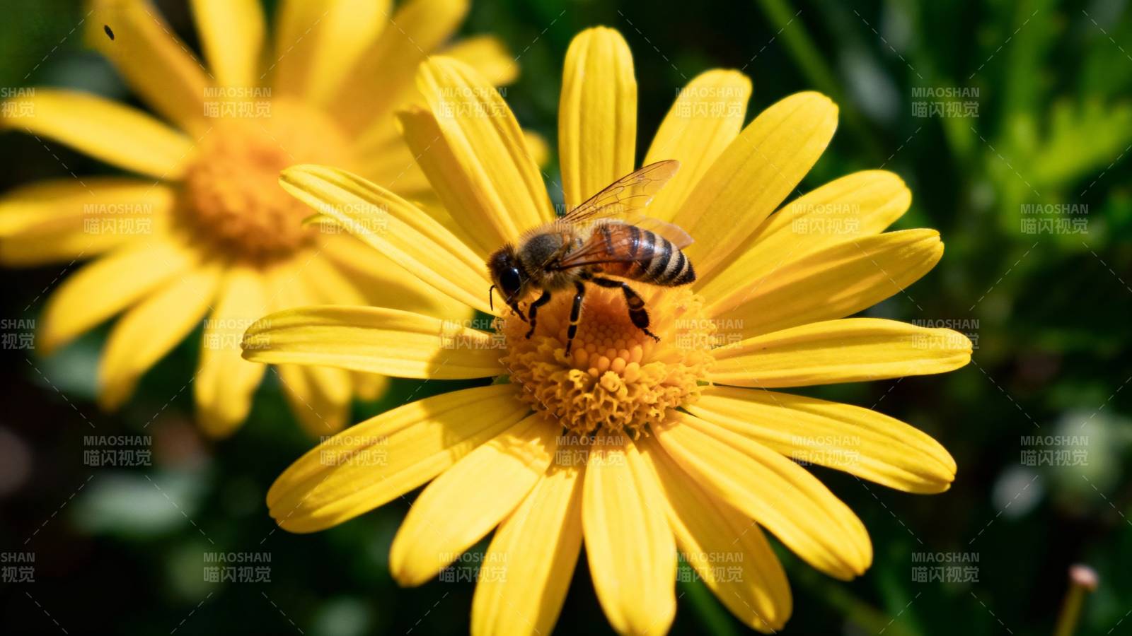 蜜蜂采蜜花丛中图片