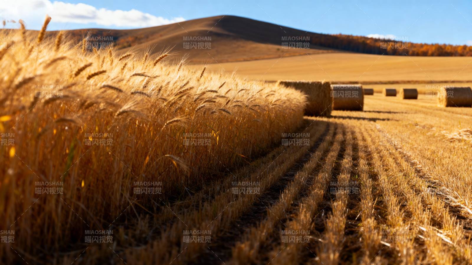金秋麦田丰收景图片