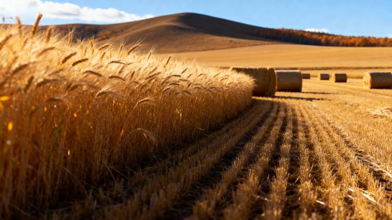 金秋麦田丰收景图片