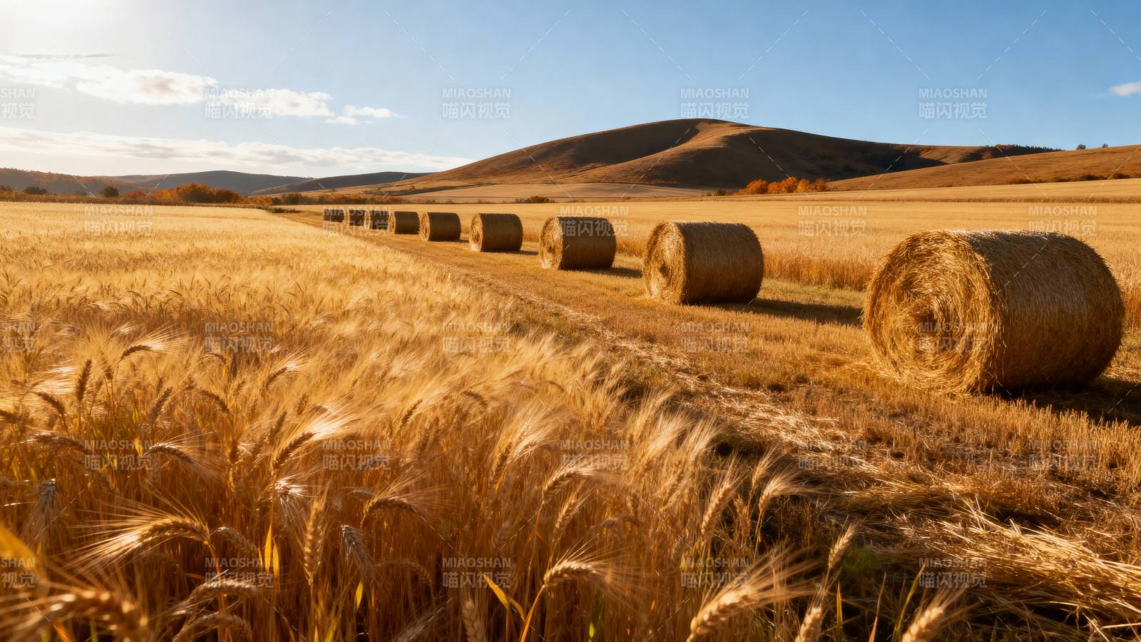 金秋麦田卷草垛图片