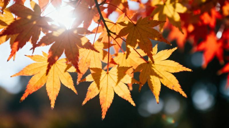 秋叶映阳光图片