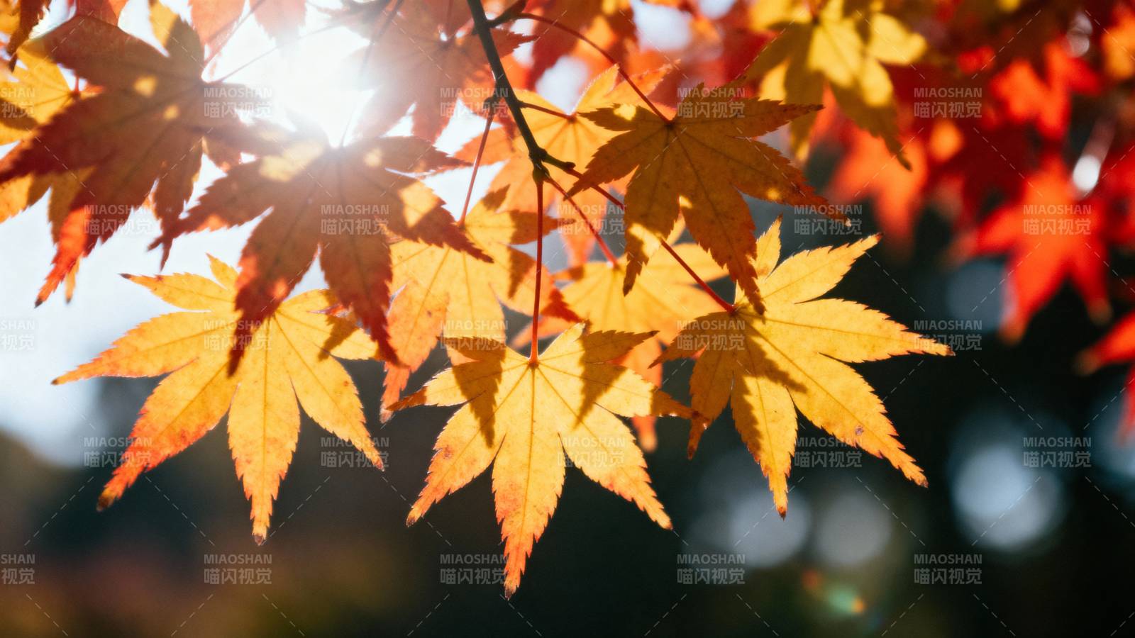 秋叶映阳光图片