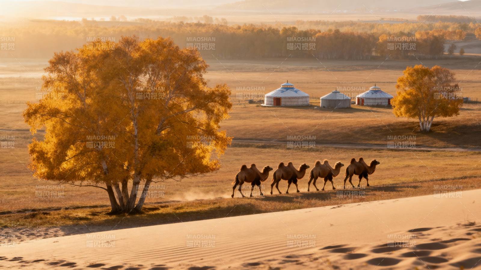 沙漠驼队秋景图片