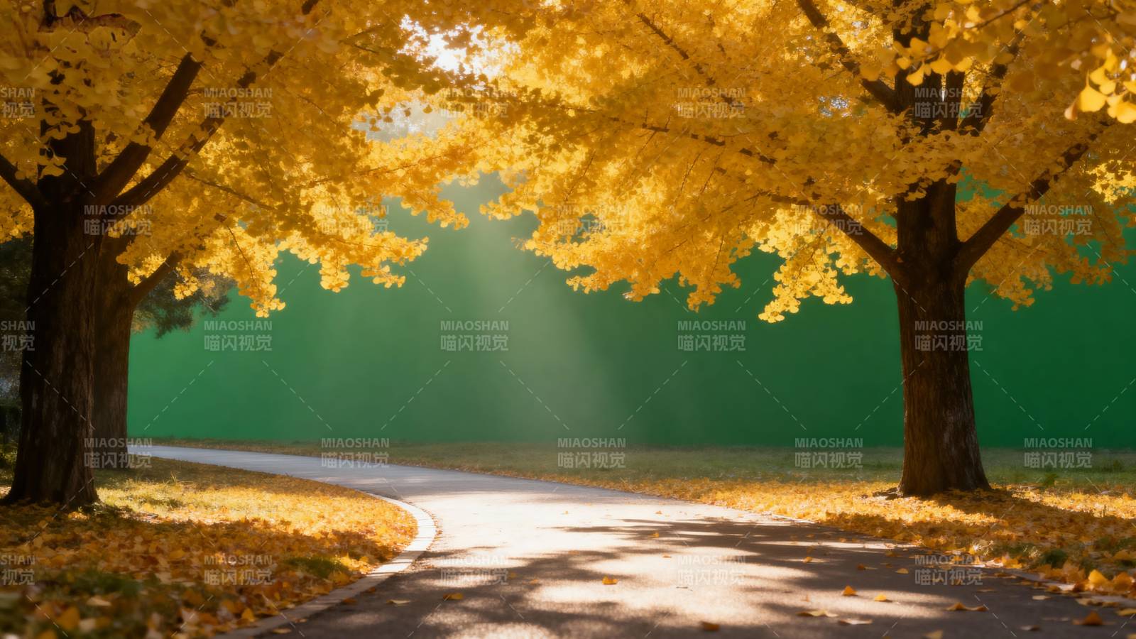 秋日林荫小道图片