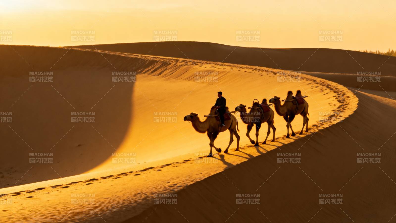 沙漠驼铃行图片