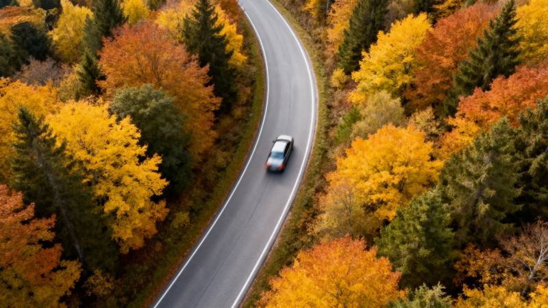 秋林曲道行图片