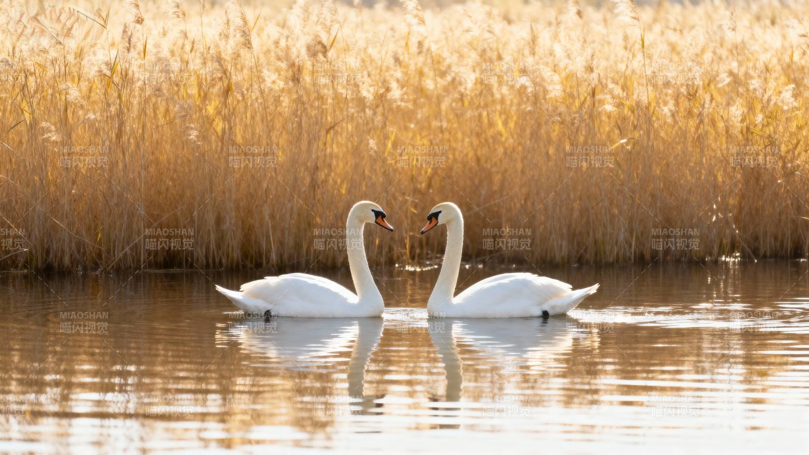 双天鹅湖畔相依图片