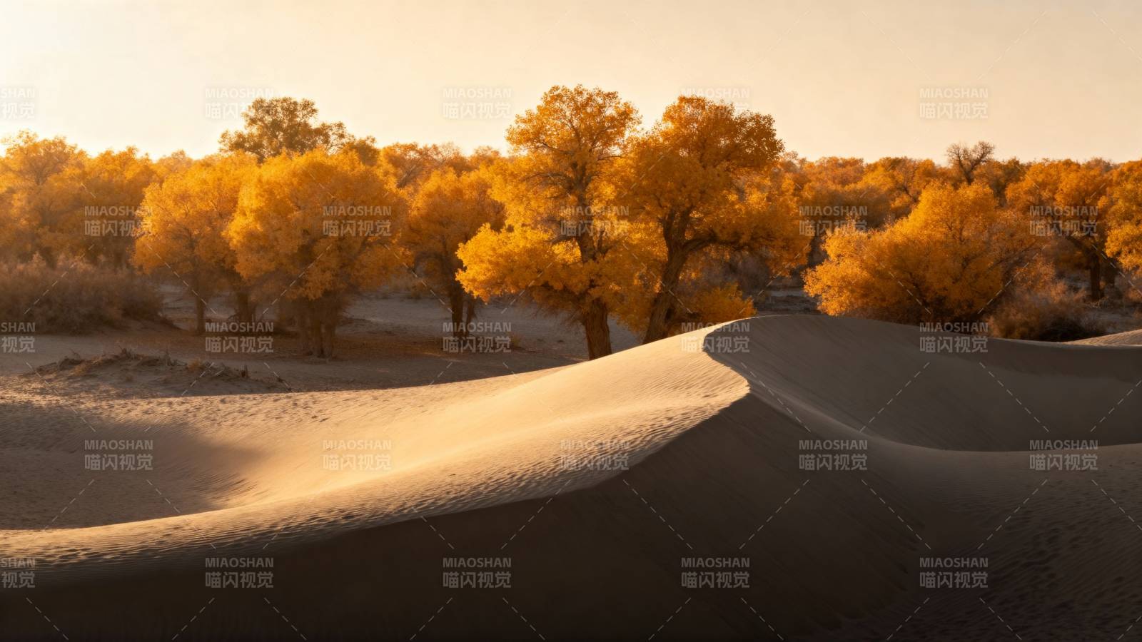 金色胡杨沙海图片