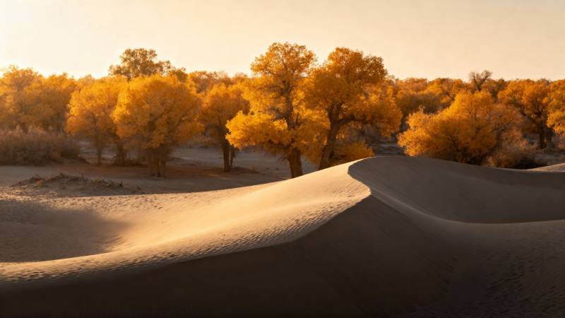 金色胡杨沙海图片