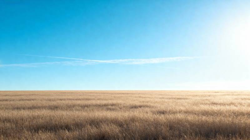金黄麦田映蓝天图片