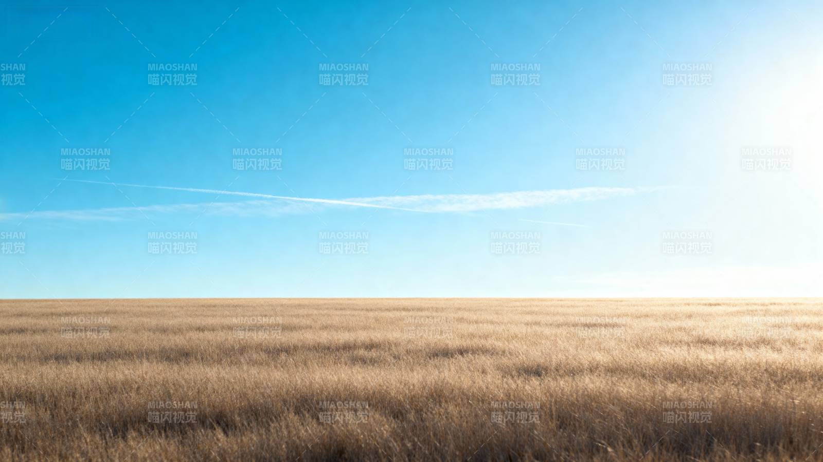 金黄麦田映蓝天图片